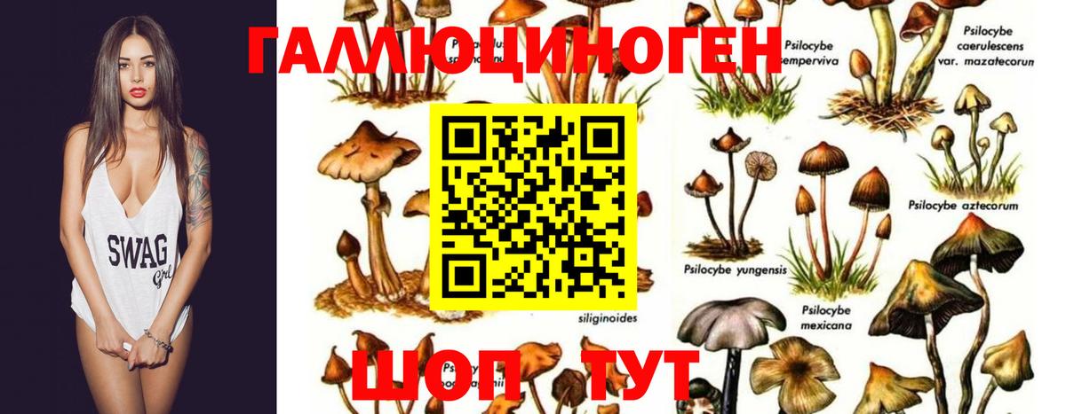 Галлюциногенные грибы Cubensis  Вход с VPN  Ступино 